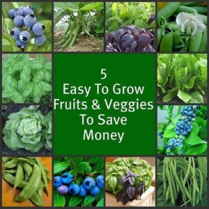 Save over $500 on produce this summer - 5 easy-to-grow Fruits & Vegetables that will save your family a bundle