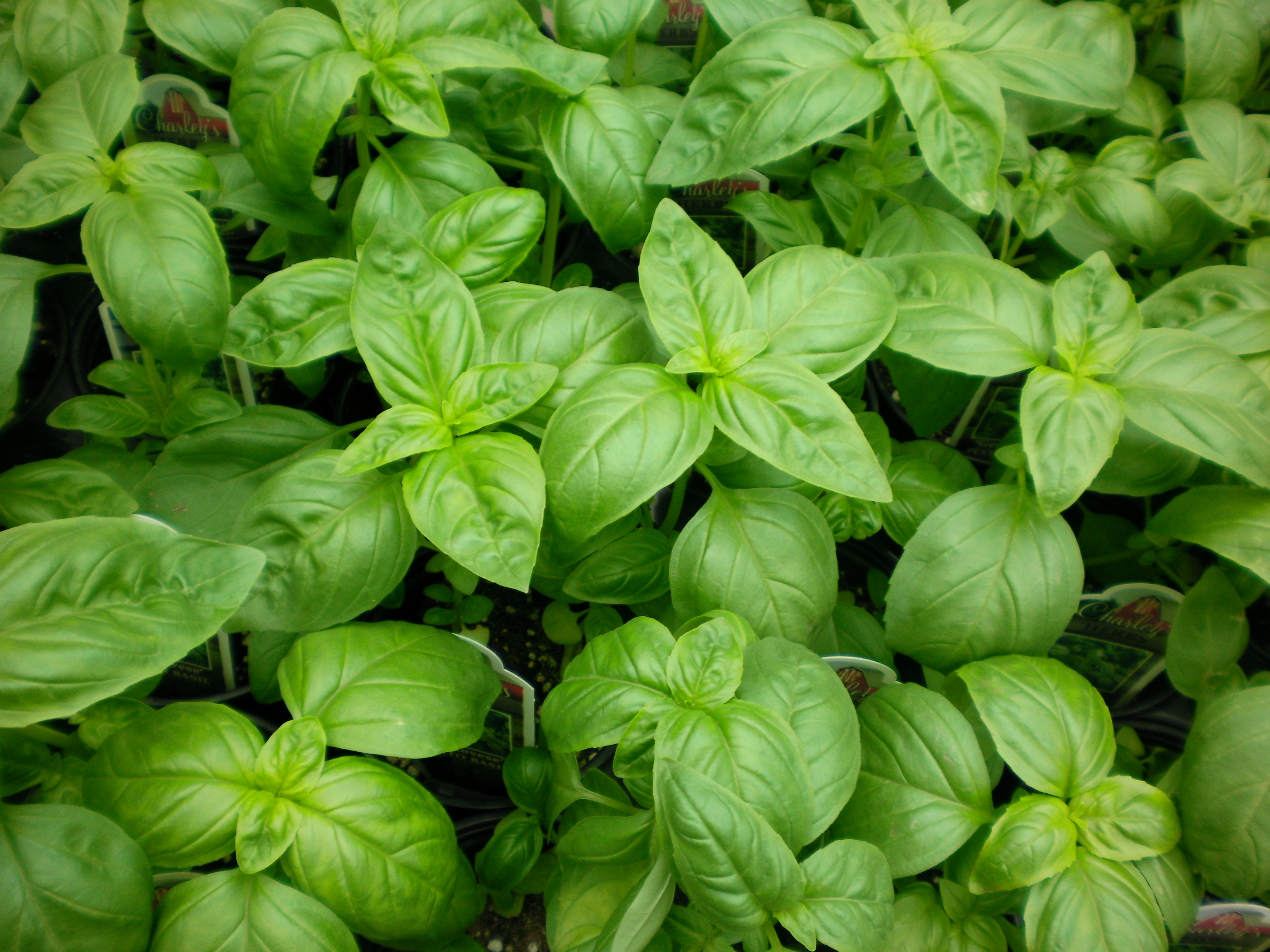6 Tips For Growing Basil Like A Boss