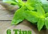 tips for growing basil